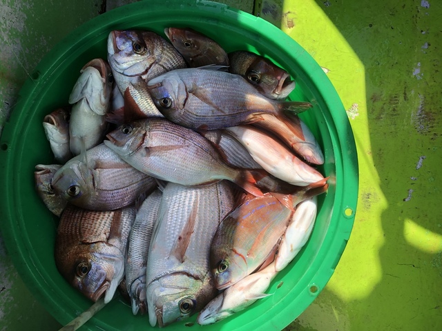 ハナダイ(チダイ)