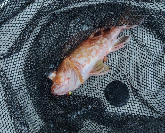 ガシラ(カサゴ)