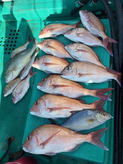 マダイ・シオ(カンパチ)・コロダイ