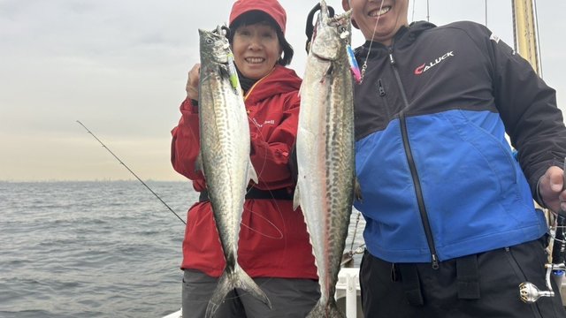 サゴシ(サワラ)