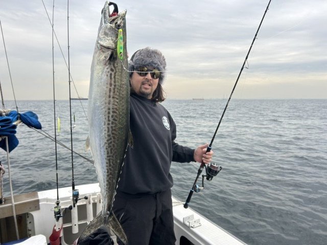 サゴシ(サワラ)