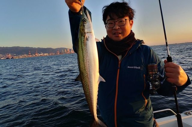 サゴシ(サワラ)