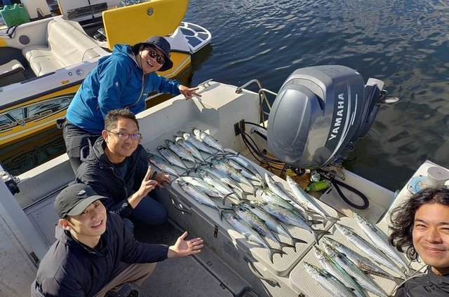 サゴシ(サワラ)