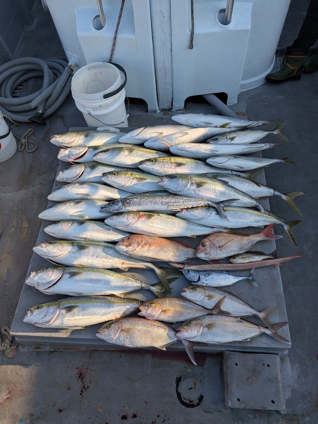 ブリ・シロアマダイ