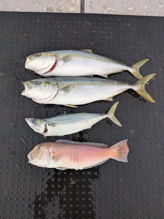 ブリ・シロアマダイ