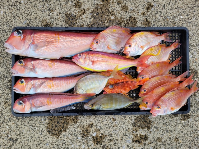 アマダイ(アカアマダイ)