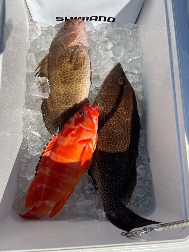 アカハタ・オオモンハタ