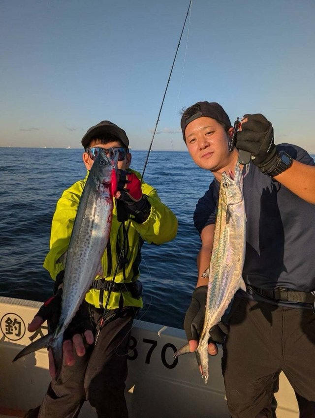 サゴシ(サワラ)