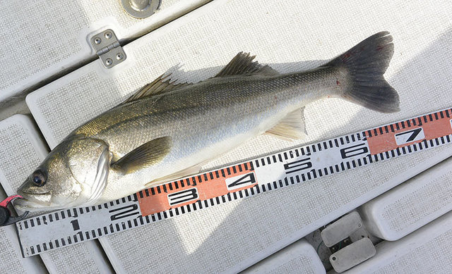 シーバス(スズキ)