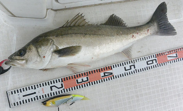 シーバス(スズキ)