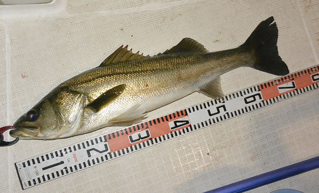 シーバス(スズキ)