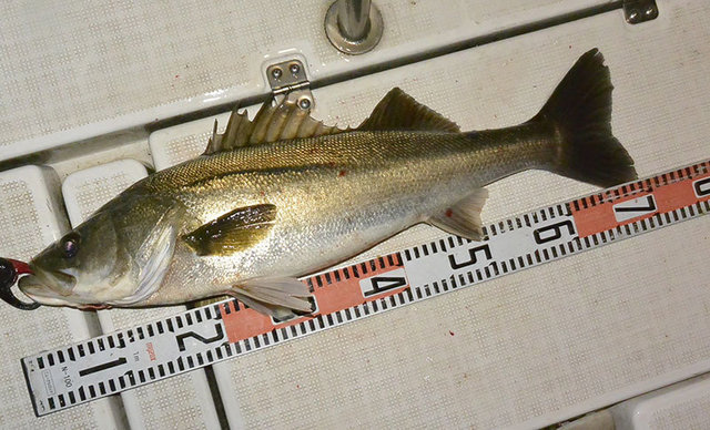 シーバス(スズキ)