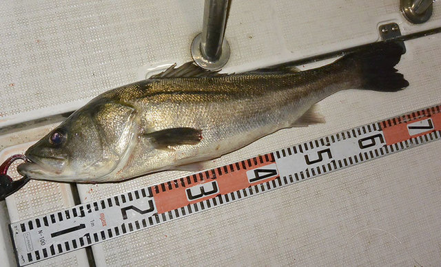 シーバス(スズキ)