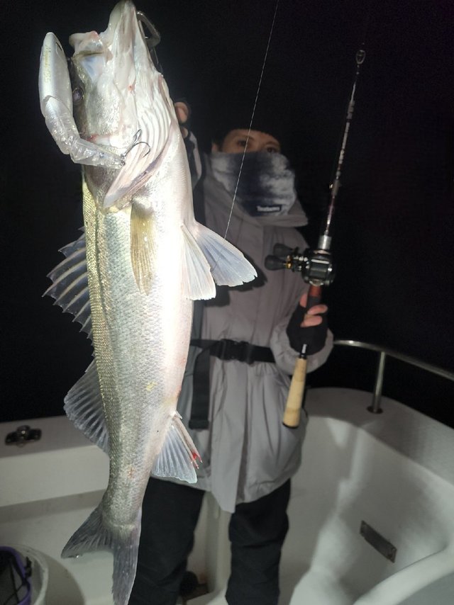 シーバス(スズキ)