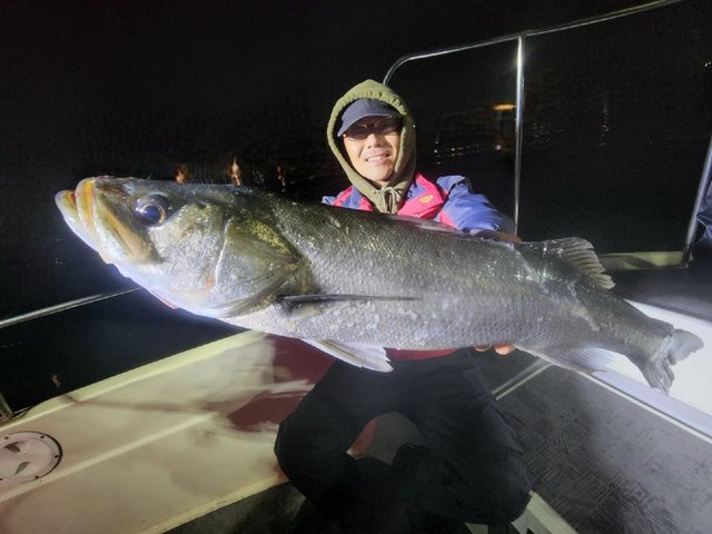 シーバス(スズキ)