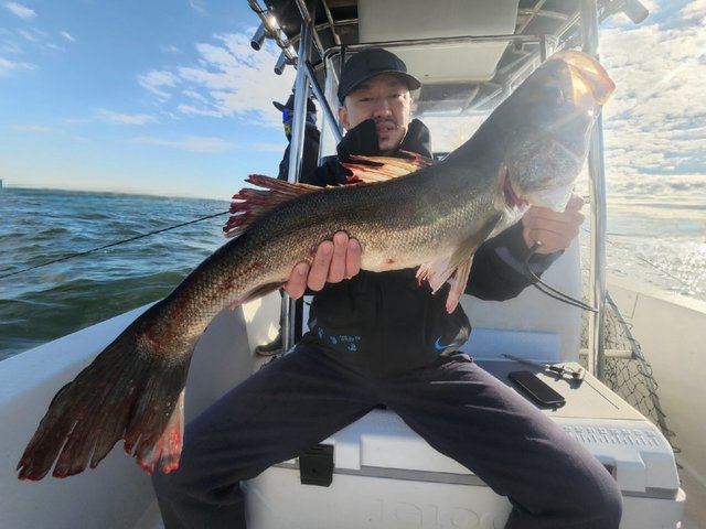 シーバス(スズキ)