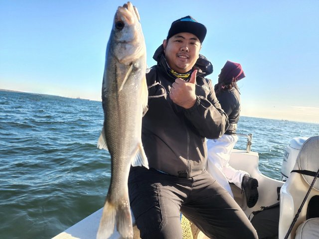 シーバス(スズキ)