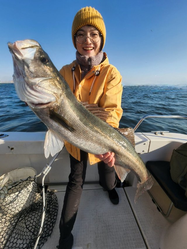 シーバス(スズキ)