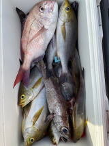 マダイ・イサキ・クロムツ