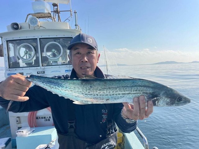 サゴシ(サワラ)