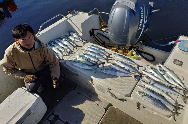 サゴシ(サワラ)