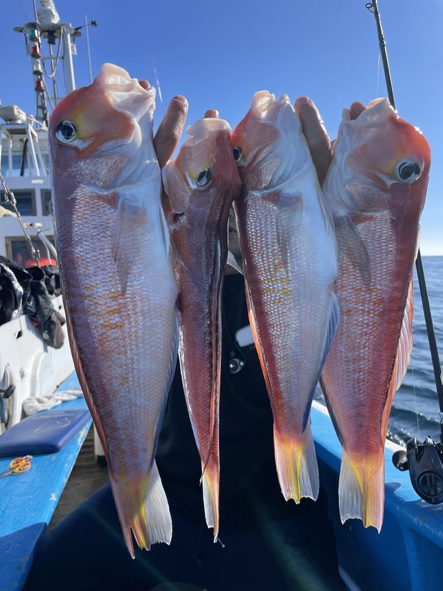 アマダイ(アカアマダイ)