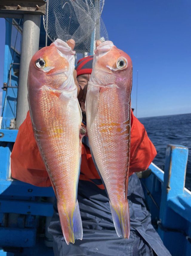 アマダイ(アカアマダイ)