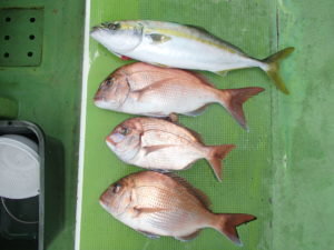 マダイ・イナダ(ブリ)