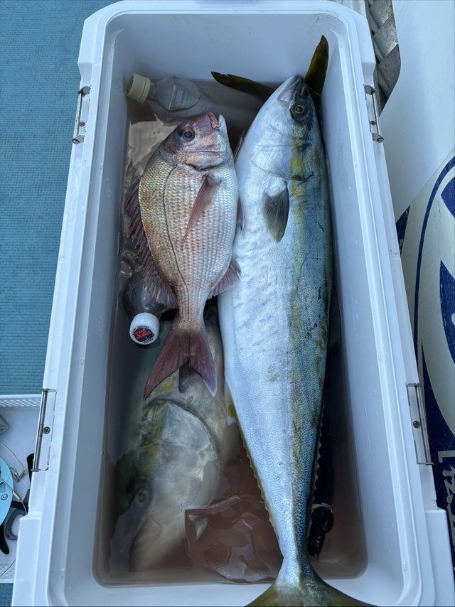 マダイ・ワラサ(ブリ)