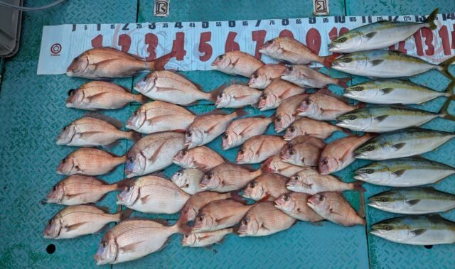 マダイ・ハマチ(ブリ)