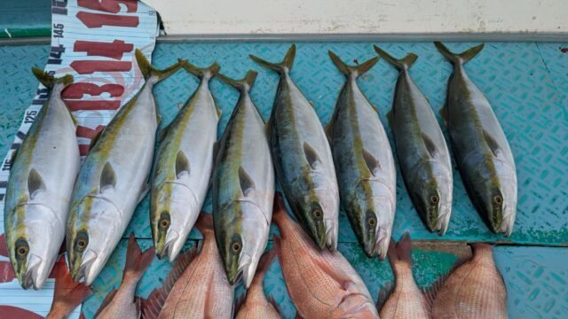 マダイ・ハマチ(ブリ)