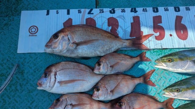 マダイ・ハマチ(ブリ)