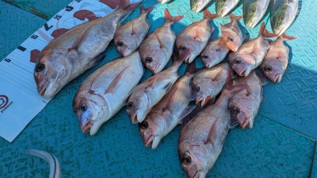 マダイ・ハマチ(ブリ)