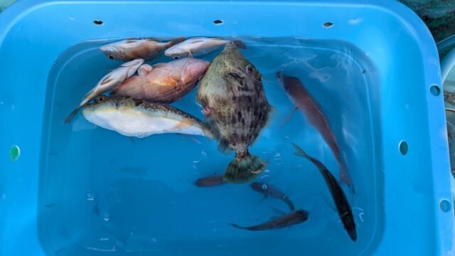 カワハギ・フグ(ショウサイフグ)