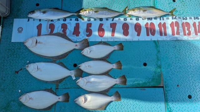 ハマチ(ブリ)・ヒラメ