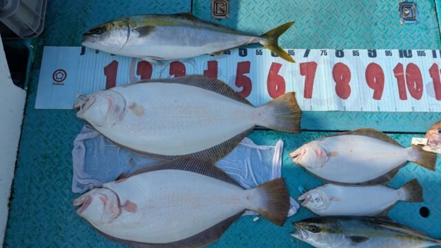 ハマチ(ブリ)・ヒラメ