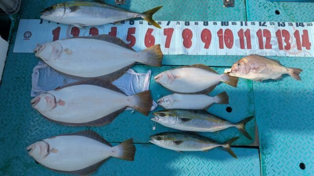 マダイ・ハマチ(ブリ)・ヒラメ