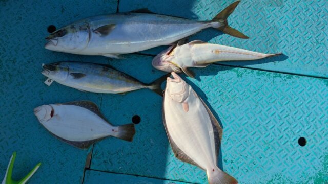 ハマチ(ブリ)・コチ(マゴチ)・ヒラメ