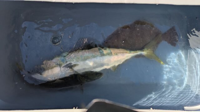 ハマチ(ブリ)・ヒラメ