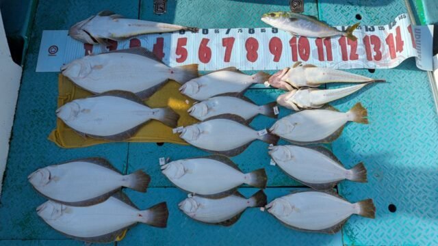 ハマチ(ブリ)・コチ(マゴチ)・ヒラメ