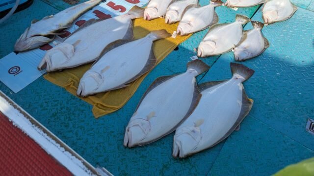 ハマチ(ブリ)・ヒラメ