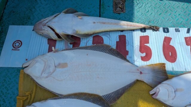 コチ(マゴチ)・ヒラメ