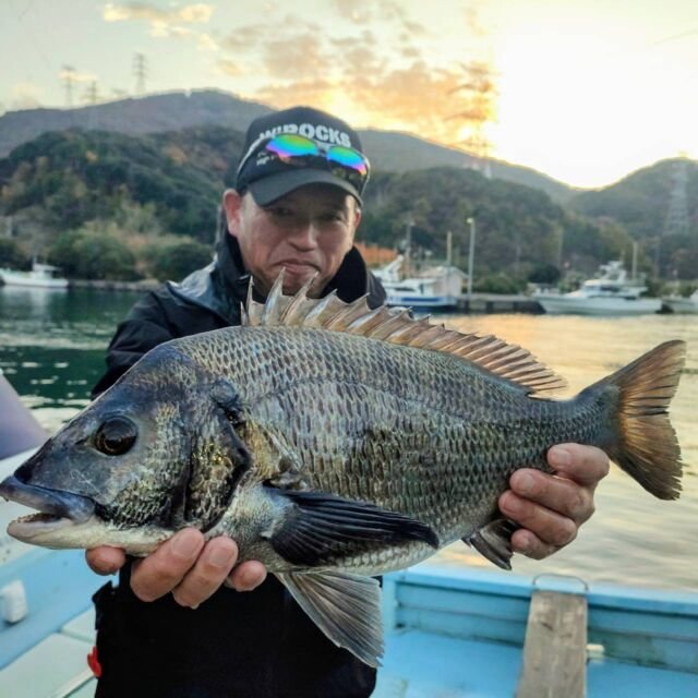 チヌ(クロダイ)