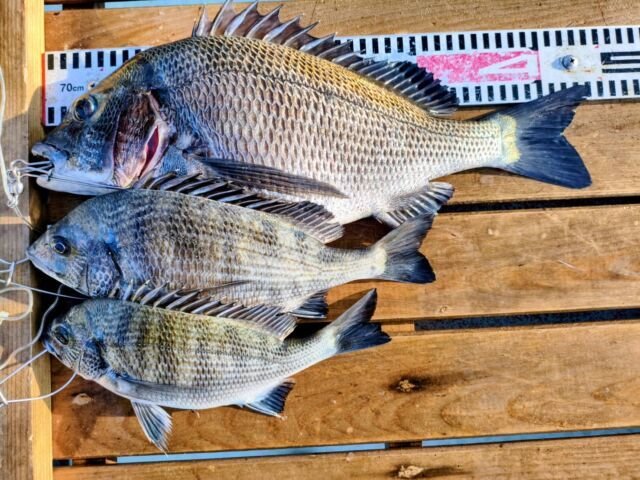 チヌ(クロダイ)