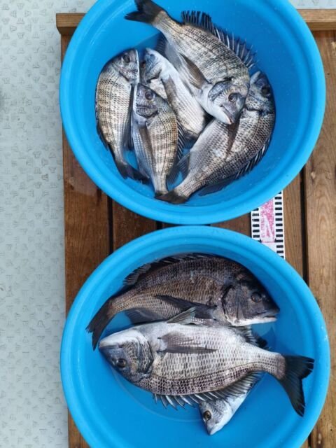 チヌ(クロダイ)