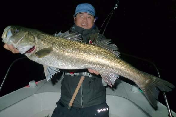 シーバス(スズキ)