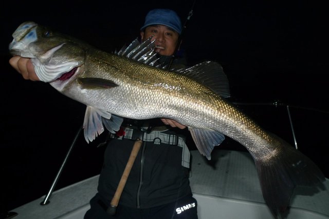 シーバス(スズキ)