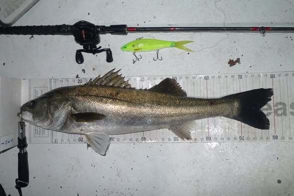 シーバス(スズキ)