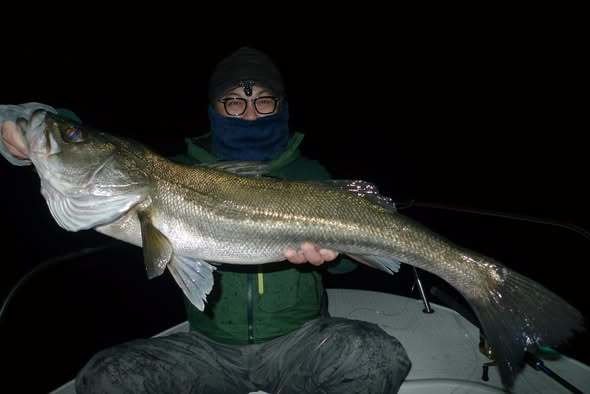 シーバス(スズキ)