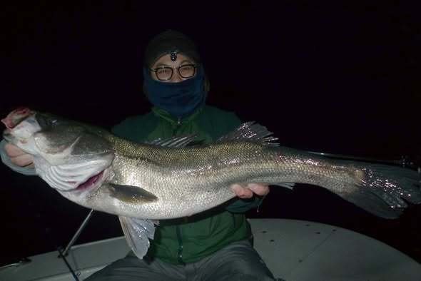 シーバス(スズキ)